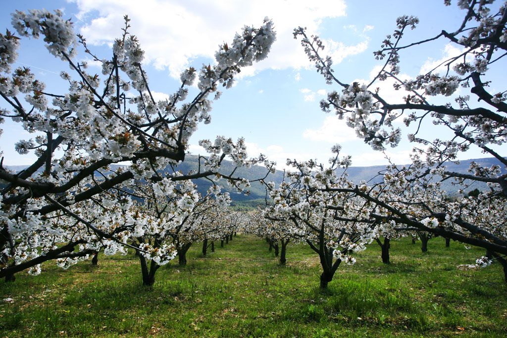 Cerezos en flor en el valle de Caderechas en Burgos
