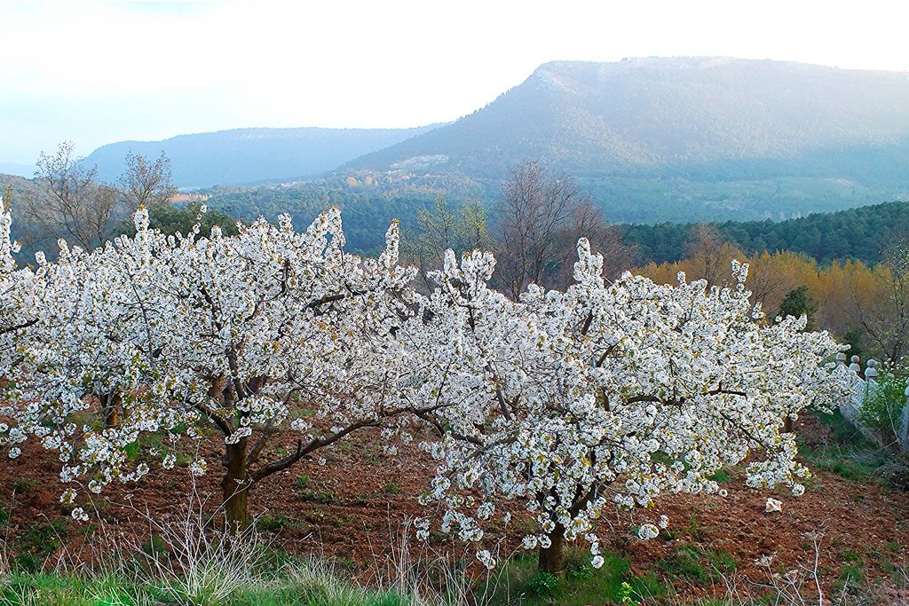 Cerezos en flor en el Valle de Caderechas de Burgos.
